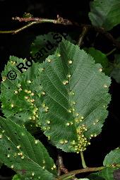 Grau-Erle, Weiß-Erle, Alnus incana, Alnus lanuginosa, Alnus incana, Alnus lanuginosa, Grau-Erle, Weiß-Erle, Betulaceae, mit Larve von Blattwespe, Larve von Blattwespe Platycampus luridiventris Kauf von 02182_alnus_incana_dsc_5832.jpg