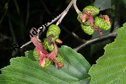 Grau-Erle, Weiß-Erle, Alnus incana, Alnus lanuginosa, Alnus incana, Alnus lanuginosa, Grau-Erle, Weiß-Erle, Betulaceae, mit Larve von Blattwespe, Larve von Blattwespe Platycampus luridiventris Kauf von 02182_alnus_incana_dsc_5965.jpg