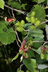 Grau-Erle, Weiß-Erle, Alnus incana, Alnus lanuginosa, Alnus incana, Alnus lanuginosa, Grau-Erle, Weiß-Erle, Betulaceae, mit Larve von Blattwespe, Larve von Blattwespe Platycampus luridiventris Kauf von 02182_alnus_incana_dsc_5966.jpg
