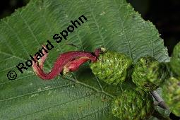 Grau-Erle, Weiß-Erle, Alnus incana, Alnus lanuginosa, Alnus incana, Alnus lanuginosa, Grau-Erle, Weiß-Erle, Betulaceae, mit Larve von Blattwespe, Larve von Blattwespe Platycampus luridiventris Kauf von 02182_alnus_incana_dsc_5968.jpg