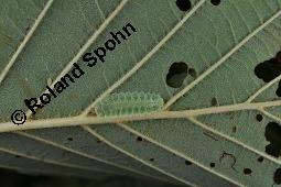 Grau-Erle, Weiß-Erle, Alnus incana, Alnus lanuginosa, Alnus incana, Alnus lanuginosa, Grau-Erle, Weiß-Erle, Betulaceae, mit Larve von Blattwespe, Larve von Blattwespe Platycampus luridiventris Kauf von 02182_alnus_incana_dsc_7482.jpg