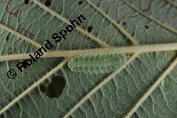 Grau-Erle, Weiß-Erle, Alnus incana, Alnus lanuginosa, Alnus incana, Alnus lanuginosa, Grau-Erle, Weiß-Erle, Betulaceae, mit Larve von Blattwespe, Larve von Blattwespe Platycampus luridiventris Kauf von 02182_alnus_incana_dsc_7484.jpg