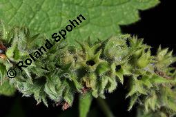 Wald-Ziest, Stachys sylvatica, Stachys sylvatica, Wald-Ziest, Lamiaceae, Minierfliegengänge, Blatt mit Gängen von Minierfliege Amauromyza cf. lamii Kauf von 02212_stachys_sylvatica_dsc_2732.jpg