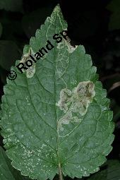 Wald-Ziest, Stachys sylvatica, Stachys sylvatica, Wald-Ziest, Lamiaceae, Minierfliegengänge, Blatt mit Gängen von Minierfliege Amauromyza cf. lamii Kauf von 02212_stachys_sylvatica_dsc_5687.jpg