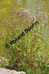 Zottiges Weidenröschen, Rauhaariges Weidenröschen, Epilobium hirsutum, Epilobium hirsutum, Zottiges Weidenröschen, Rauhaariges Weidenröschen, Onagraceae, mit Blattläusen Kauf von 02230_epilobium_hirsutum_dsc_0045.jpg
