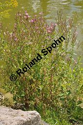 Zottiges Weidenröschen, Rauhaariges Weidenröschen, Epilobium hirsutum, Epilobium hirsutum, Zottiges Weidenröschen, Rauhaariges Weidenröschen, Onagraceae, mit Blattläusen Kauf von 02230_epilobium_hirsutum_dsc_0046.jpg