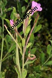 Zottiges Weidenröschen, Rauhaariges Weidenröschen, Epilobium hirsutum, Epilobium hirsutum, Zottiges Weidenröschen, Rauhaariges Weidenröschen, Onagraceae, mit Blattläusen Kauf von 02230_epilobium_hirsutum_dsc_2859.jpg