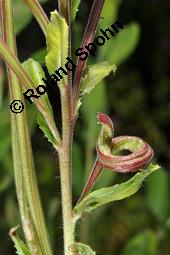 Zottiges Weidenröschen, Rauhaariges Weidenröschen, Epilobium hirsutum, Epilobium hirsutum, Zottiges Weidenröschen, Rauhaariges Weidenröschen, Onagraceae, mit Blattläusen Kauf von 02230_epilobium_hirsutum_dsc_2861.jpg