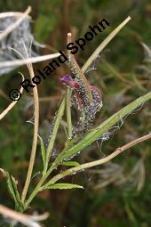 Zottiges Weidenröschen, Rauhaariges Weidenröschen, Epilobium hirsutum, Epilobium hirsutum, Zottiges Weidenröschen, Rauhaariges Weidenröschen, Onagraceae, mit Blattläusen Kauf von 02230_epilobium_hirsutum_dsc_3992.jpg