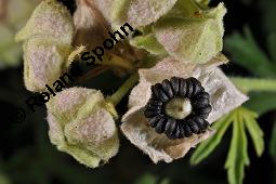Sigmarskraut, Sigmarswurz, Rosenpappel, Spitzblättrige Malve, Malva alcea, Malva alcea, Sigmarskraut, Sigmarswurz, Spitzblättrige malve, Rosenpappel, Malvaceae, fruchtend Kauf von 02233_malva_alcea_dsc_2577.jpg
