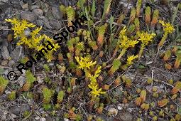 Milder Mauerpfeffer, Sedum sexangulare, Sedum mite, Sedum boloniense, Sedum sexangulare, Sedum mite, Sedum boloniense, Milder Mauerpfeffer, Crassulaceae, Blühend Kauf von 02235_sedum_sexangulare_dsc_4837.jpg