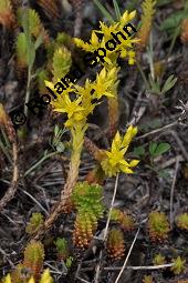 Milder Mauerpfeffer, Sedum sexangulare, Sedum mite, Sedum boloniense, Sedum sexangulare, Sedum mite, Sedum boloniense, Milder Mauerpfeffer, Crassulaceae, Blühend Kauf von 02235_sedum_sexangulare_dsc_4838.jpg