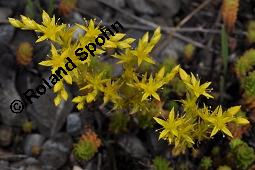 Milder Mauerpfeffer, Sedum sexangulare, Sedum mite, Sedum boloniense, Sedum sexangulare, Sedum mite, Sedum boloniense, Milder Mauerpfeffer, Crassulaceae, Blühend Kauf von 02235_sedum_sexangulare_dsc_4840.jpg