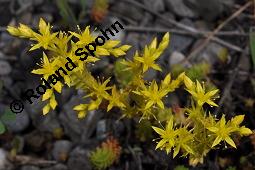 Milder Mauerpfeffer, Sedum sexangulare, Sedum mite, Sedum boloniense, Sedum sexangulare, Sedum mite, Sedum boloniense, Milder Mauerpfeffer, Crassulaceae, Blühend Kauf von 02235_sedum_sexangulare_dsc_4841.jpg