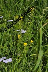 Rispen-Finkensame, Ackernüsschen, Neslia paniculata, Vogelia paniculata, Neslia paniculata, Vogelia paniculata, Rispen-Finkensame, Ackernüsschen, Brassicaceae, Blühend und fruchtend, im Leinfeld, Linum usitatissimum Kauf von 02237_neslia_paniculata_dsc_4578.jpg