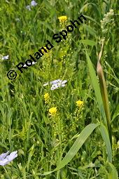 Rispen-Finkensame, Ackernüsschen, Neslia paniculata, Vogelia paniculata, Neslia paniculata, Vogelia paniculata, Rispen-Finkensame, Ackernüsschen, Brassicaceae, Blühend und fruchtend, im Leinfeld, Linum usitatissimum Kauf von 02237_neslia_paniculata_dsc_4579.jpg