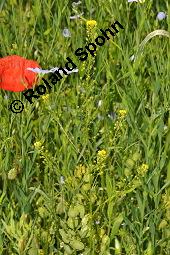 Rispen-Finkensame, Ackernüsschen, Neslia paniculata, Vogelia paniculata, Neslia paniculata, Vogelia paniculata, Rispen-Finkensame, Ackernüsschen, Brassicaceae, Blühend und fruchtend, im Leinfeld, Linum usitatissimum Kauf von 02237_neslia_paniculata_dsc_4580.jpg