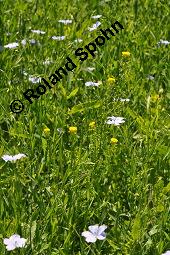 Rispen-Finkensame, Ackernüsschen, Neslia paniculata, Vogelia paniculata, Neslia paniculata, Vogelia paniculata, Rispen-Finkensame, Ackernüsschen, Brassicaceae, Blühend und fruchtend, im Leinfeld, Linum usitatissimum Kauf von 02237_neslia_paniculata_dsc_4582.jpg