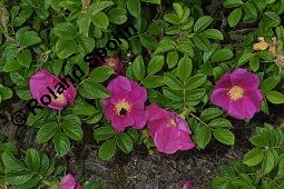 Kartoffel-Rose, Runzelige Rose, Rosa rugosa, Rosa regeliana, Rosa kamtschatica, Rosa rugosa, Rosa regeliana, Rosa kamtschatica, Kartoffel-Rose, Runzelige Rose, Rosaceae, Blühend Kauf von 02254_rosa_rugosa_dsc_4494.jpg