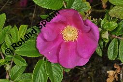 Kartoffel-Rose, Runzelige Rose, Rosa rugosa, Rosa regeliana, Rosa kamtschatica, Rosa rugosa, Rosa regeliana, Rosa kamtschatica, Kartoffel-Rose, Runzelige Rose, Rosaceae, Blühend Kauf von 02254_rosa_rugosa_dsc_4495.jpg
