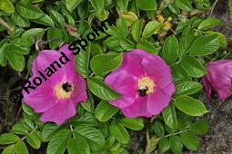 Kartoffel-Rose, Runzelige Rose, Rosa rugosa, Rosa regeliana, Rosa kamtschatica, Rosa rugosa, Rosa regeliana, Rosa kamtschatica, Kartoffel-Rose, Runzelige Rose, Rosaceae, Blühend Kauf von 02254_rosa_rugosa_dsc_4496.jpg