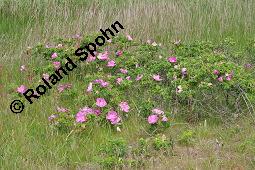 Kartoffel-Rose, Runzelige Rose, Rosa rugosa, Rosa regeliana, Rosa kamtschatica, Rosa rugosa, Rosa regeliana, Rosa kamtschatica, Kartoffel-Rose, Runzelige Rose, Rosaceae, Blühend Kauf von 02254_rosa_rugosa_dsc_4511.jpg