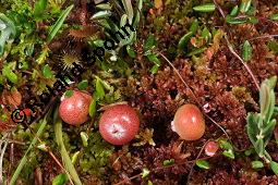 Gewöhnliche Moosbeere, Vaccinium oxycoccos, Vaccinium oxycoccus, Oxycoccus palustris, Vaccinium oxycoccos, Vaccinium oxycoccus, Gewöhnliche Moosbeere, Ericaceae, fruchtend Kauf von 02275_vaccinium_oxycoccos_02275_vaccinium_oxycoccos_dsc_2668.jpg