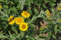 Großes Flohkraut, Ruhr-Flohkraut, Ruhrwurz, Pulicaria dysenterica, Pulicaria dysenterica, Großes Flohkraut, Ruhr-Flohkraut, Ruhrwurz, Asteraceae, Blühend Kauf von 02276_pulicaria_dysenterica_dsc_5091.jpg