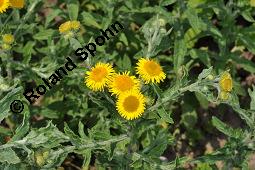 Großes Flohkraut, Ruhr-Flohkraut, Ruhrwurz, Pulicaria dysenterica, Pulicaria dysenterica, Großes Flohkraut, Ruhr-Flohkraut, Ruhrwurz, Asteraceae, Blühend Kauf von 02276_pulicaria_dysenterica_dsc_5093.jpg