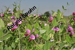 Feld-Erbse, Futter-Erbse, Grau-Erbse, Stock-Erbse, Peluschke, Pisum sativum ssp. arvense, Pisum sativum cv. speciosum, Pisum sativum ssp. arvense, Pisum sativum cv. speciosum, Feld-Erbse, Futter-Erbse, Grau-Erbse, Stock-Erbse, Peluschke, Fabaceae, Anbau Kauf von 02279_pisum_sativum_arvense_dsc_4571.jpg