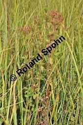 Flügel-Johanniskraut, Vierflügeliges Johanniskraut, Hypericum tetrapterum, Hypericum acutum, Hypericaceae, Hypericum tetrapterum, Hypericum acutum, Flügel-Johanniskraut, Vierflügeliges Johanniskraut, fruchtend Kauf von 02295_hypericum_tetrapterum_dsc_0148.jpg