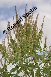 Dreispaltige Ambrosie, Ambrosia trifida, Ambrosia trifida, Dreispaltige Ambrosie, Asteraceae, Blühend Kauf von 02314_ambrosia_trifida_dsc_7093.jpg
