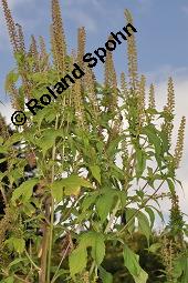 Dreispaltige Ambrosie, Ambrosia trifida, Ambrosia trifida, Dreispaltige Ambrosie, Asteraceae, Blühend Kauf von 02314_ambrosia_trifida_dsc_7095.jpg