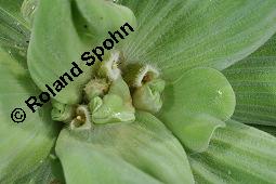 Wassersalat, Muschelblume, Pistia stratiotes, Pistia stratiotes, Wassersalat, Muschelblume, Araceae, Blühend Kauf von 02390_pistia_stratiotes_dsc_6833.jpg