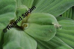 Wassersalat, Muschelblume, Pistia stratiotes, Pistia stratiotes, Wassersalat, Muschelblume, Araceae, Blühend Kauf von 02390_pistia_stratiotes_dsc_6835.jpg