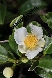 Teestrauch, Echter Tee, Grüner Tee, Camellia sinensis, Thea sinensis, Thea viridis, Camellia thea, Camellia theifera, Camellia sinensis, Thea sinensis, Thea viridis, Camellia thea, Camellia theifera, Teestrauch, Echter Tee, Grüner Tee, Theaceae, Blühend Kauf von 02396_camellia_sinensis_dsc_7900.jpg