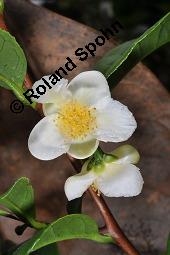 Teestrauch, Echter Tee, Grüner Tee, Camellia sinensis, Thea sinensis, Thea viridis, Camellia thea, Camellia theifera, Camellia sinensis, Thea sinensis, Thea viridis, Camellia thea, Camellia theifera, Teestrauch, Echter Tee, Grüner Tee, Theaceae, Blühend Kauf von 02396_camellia_sinensis_dsc_7901.jpg