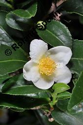 Teestrauch, Echter Tee, Grüner Tee, Camellia sinensis, Thea sinensis, Thea viridis, Camellia thea, Camellia theifera, Camellia sinensis, Thea sinensis, Thea viridis, Camellia thea, Camellia theifera, Teestrauch, Echter Tee, Grüner Tee, Theaceae, Blühend Kauf von 02396_camellia_sinensis_dsc_7902.jpg