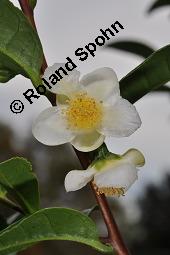 Teestrauch, Echter Tee, Grüner Tee, Camellia sinensis, Thea sinensis, Thea viridis, Camellia thea, Camellia theifera, Camellia sinensis, Thea sinensis, Thea viridis, Camellia thea, Camellia theifera, Teestrauch, Echter Tee, Grüner Tee, Theaceae, Blühend Kauf von 02396_camellia_sinensis_dsc_7903.jpg