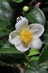 Teestrauch, Echter Tee, Grüner Tee, Camellia sinensis, Thea sinensis, Thea viridis, Camellia thea, Camellia theifera, Camellia sinensis, Thea sinensis, Thea viridis, Camellia thea, Camellia theifera, Teestrauch, Echter Tee, Grüner Tee, Theaceae, Blühend Kauf von 02396_camellia_sinensis_dsc_7904.jpg