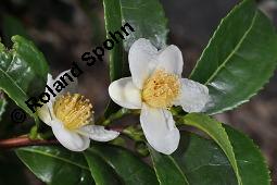 Teestrauch, Echter Tee, Grüner Tee, Camellia sinensis, Thea sinensis, Thea viridis, Camellia thea, Camellia theifera, Camellia sinensis, Thea sinensis, Thea viridis, Camellia thea, Camellia theifera, Teestrauch, Echter Tee, Grüner Tee, Theaceae, Blühend Kauf von 02396_camellia_sinensis_dsc_7905.jpg