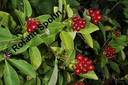 Wald-Geißblatt, Windendes Geißblatt, Lonicera periclymenum, Lonicera periclymenum, Wald-Geißblatt, Windendes Geißblatt, Caprifoliaceae, fruchtend Kauf von 02408_lonicera_periclymenum_dsc_4286.jpg