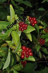 Wald-Geißblatt, Windendes Geißblatt, Lonicera periclymenum, Lonicera periclymenum, Wald-Geißblatt, Windendes Geißblatt, Caprifoliaceae, fruchtend Kauf von 02408_lonicera_periclymenum_dsc_4287.jpg