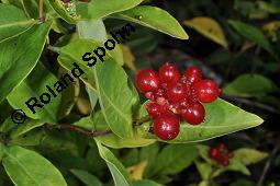 Wald-Geißblatt, Windendes Geißblatt, Lonicera periclymenum, Lonicera periclymenum, Wald-Geißblatt, Windendes Geißblatt, Caprifoliaceae, fruchtend Kauf von 02408_lonicera_periclymenum_dsc_4288.jpg