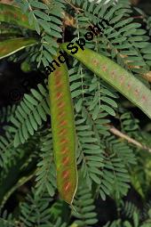 Gerber-Akazie, Katechu, Katechu-Akazie, Acacia catechu, Acacia catechu, Gerber-Akazie, Katechu-Akazie, Katechu, Mimosaceae, Blühend, liefert Gummi arabicum Kauf von 02429_acacia_catechu_dsc_6967.jpg