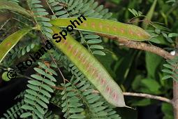 Gerber-Akazie, Katechu, Katechu-Akazie, Acacia catechu, Acacia catechu, Gerber-Akazie, Katechu-Akazie, Katechu, Mimosaceae, Blühend, liefert Gummi arabicum Kauf von 02429_acacia_catechu_dsc_6969.jpg