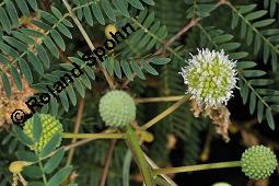 Gerber-Akazie, Katechu, Katechu-Akazie, Acacia catechu, Acacia catechu, Gerber-Akazie, Katechu-Akazie, Katechu, Mimosaceae, Blühend, liefert Gummi arabicum Kauf von 02429_acacia_catechu_dsc_6970.jpg