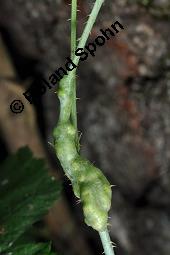 Blaue Brombeere, Kratzbeere, Acker-Brombeere, Rubus caesius, Rubus caesius, Kratzbeere, Acker-Brombeere, Blaue Brombeere, Rosaceae, Stängelgalle, Stängelgalle durch Gallmücke Lasioptera rubi Kauf von 02463_rubus_caesius_dsc_5672.jpg