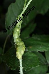 Blaue Brombeere, Kratzbeere, Acker-Brombeere, Rubus caesius, Rubus caesius, Kratzbeere, Acker-Brombeere, Blaue Brombeere, Rosaceae, Stängelgalle, Stängelgalle durch Gallmücke Lasioptera rubi Kauf von 02463_rubus_caesius_dsc_5673.jpg