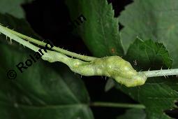 Blaue Brombeere, Kratzbeere, Acker-Brombeere, Rubus caesius, Rubus caesius, Kratzbeere, Acker-Brombeere, Blaue Brombeere, Rosaceae, Stängelgalle, Stängelgalle durch Gallmücke Lasioptera rubi Kauf von 02463_rubus_caesius_dsc_5674.jpg